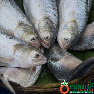Original Hilsa Fish / Ilish (ইলিশ মাছ) | Organic Aliment
