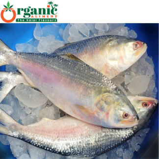 বরিশালের আসল কাঁচা ইলিশ | Ilish | Organic Aliment |